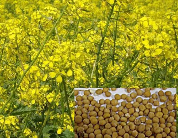 Купуємо гірчицю на експорт- фото № 1
