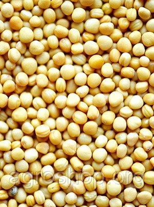 Куплю горчицу оптом- фото № 1