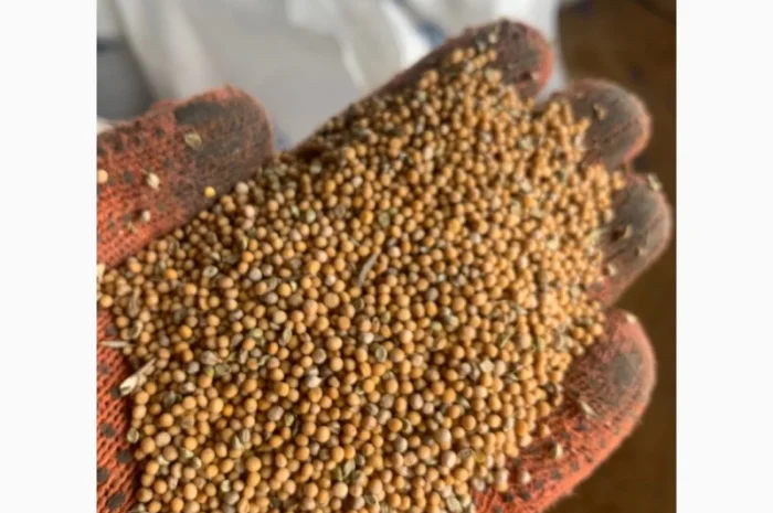 Насіння гірчиці білої- фото № 1