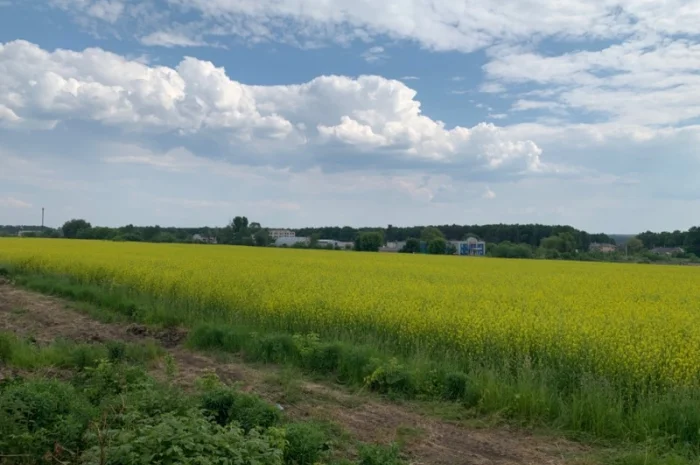 Насіння гірчиці білої- фото № 2