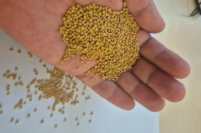 Купую гірчицю білу- фото № 1