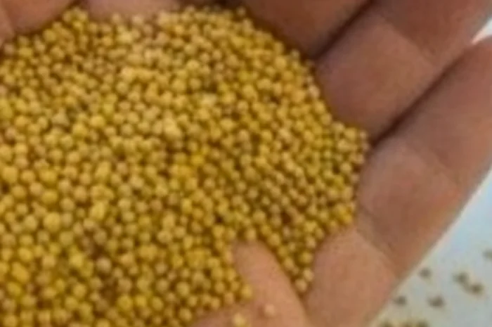 Гірчиця біла- фото № 1