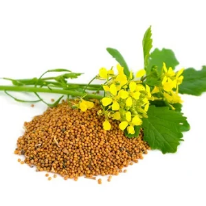 Куплю гірчицю білу та гірчицю чорну- фото № 1