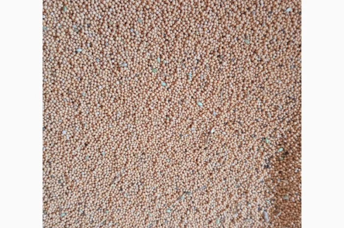 Горчица на сидерат- фото № 1