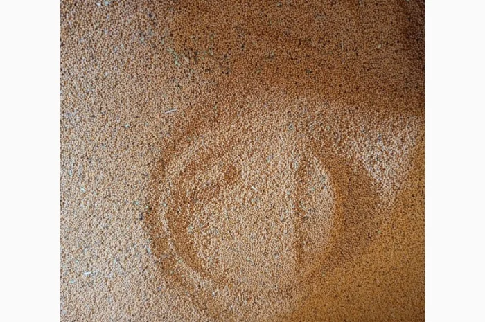 Горчица на сидерат- фото № 2