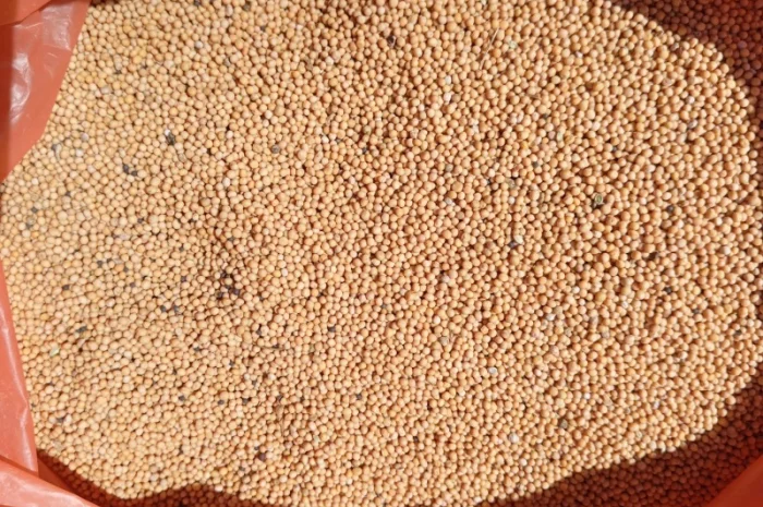 Горчица на сидерат- фото № 4