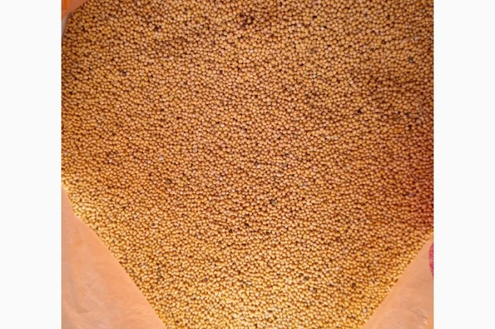 Горчица на сидерат- фото № 5