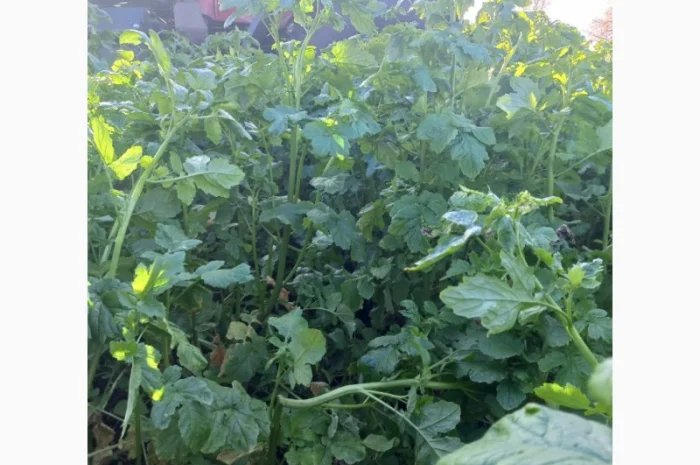 Продам гірчицю жовту- фото № 4