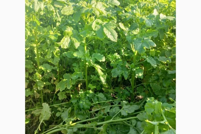 Продам гірчицю жовту- фото № 3