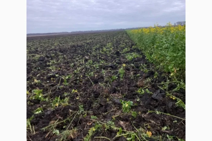 Продам гірчицю жовту- фото № 2