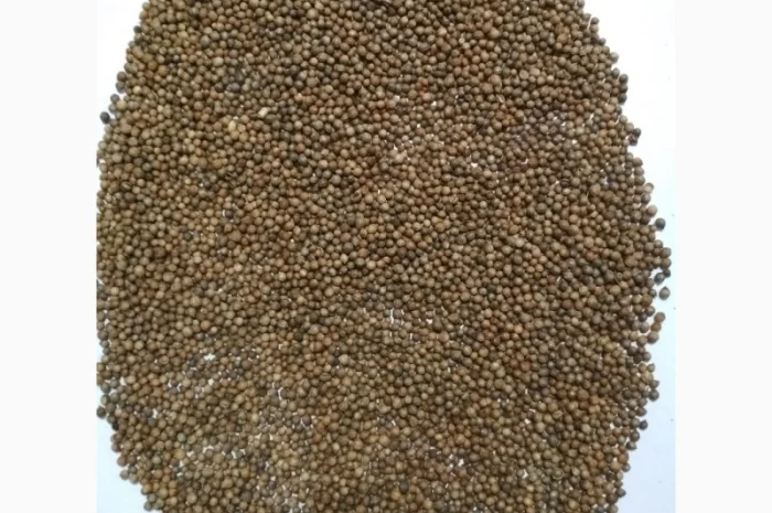 Продам кориандр товарный(чистота 99- фото № 1