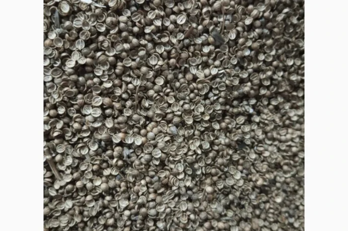 Продам коріандр відходи- фото № 1