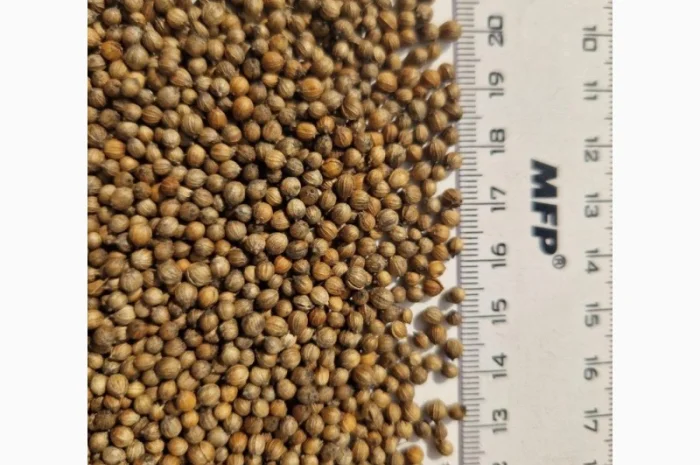 Купляємо коріандр €- фото № 1