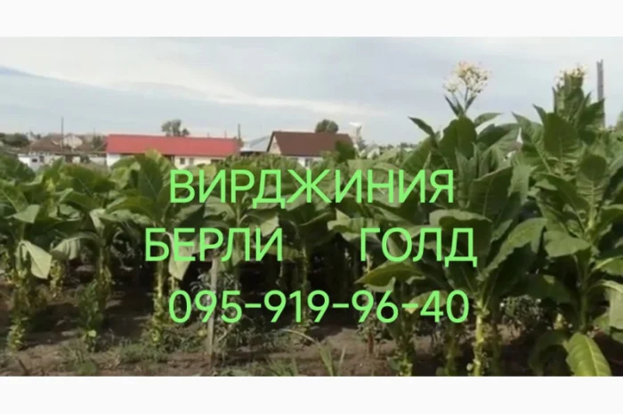 Табак оптом та в розницю: Вирджинія, Берлі, Вінстон, Кемел, Честер, гільзи- фото № 8