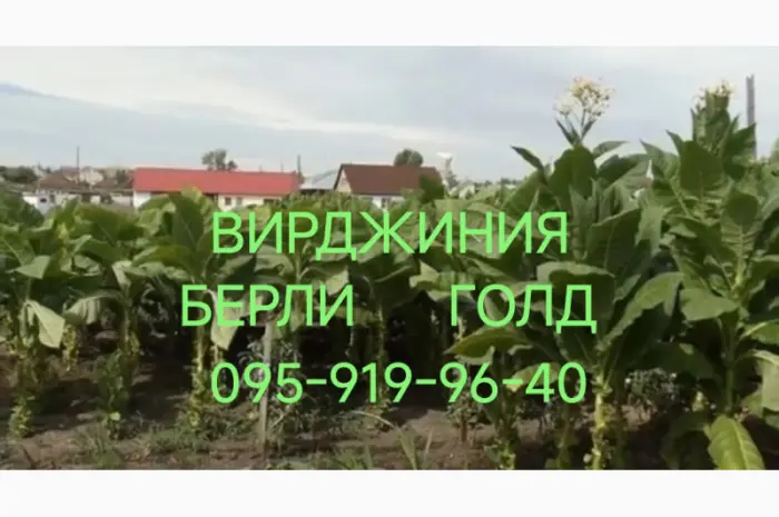 Тютюн табак опт розниця. Вирджиния. Берли. Вирджиния Голд. Винстон. Кэмэл. Честер. Гильзы- фото № 8