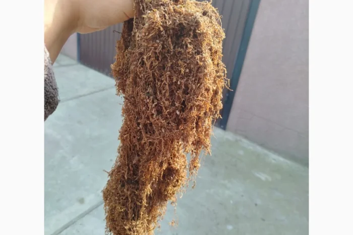 Продаж тютюну різних сортів- фото № 2