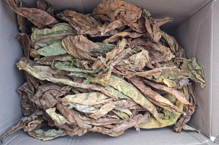 Продам лист тютюну- фото № 1