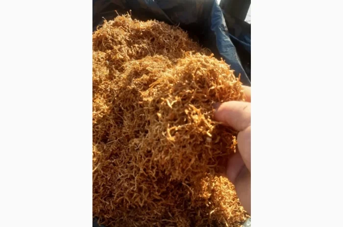 Продается домашний табак сорта Вирджиния голд- фото № 1