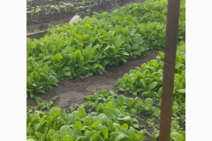 Розсада тютюну Вирджинія, Берлі, Мілленіум у продажу- фото № 1