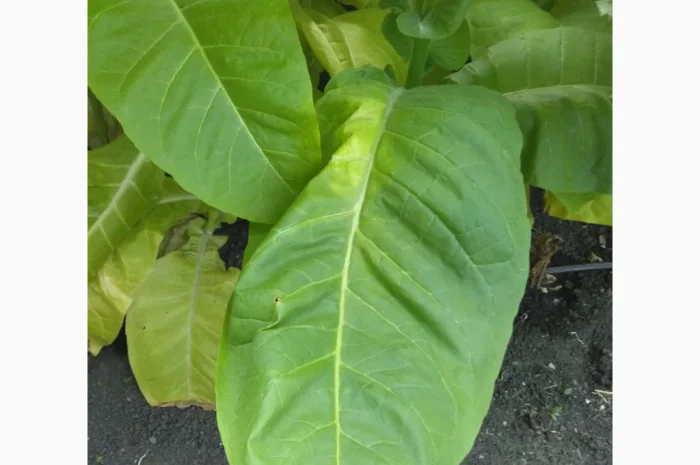 Розсада тютюну Вирджинія, Берлі, Мілленіум у продажу- фото № 5