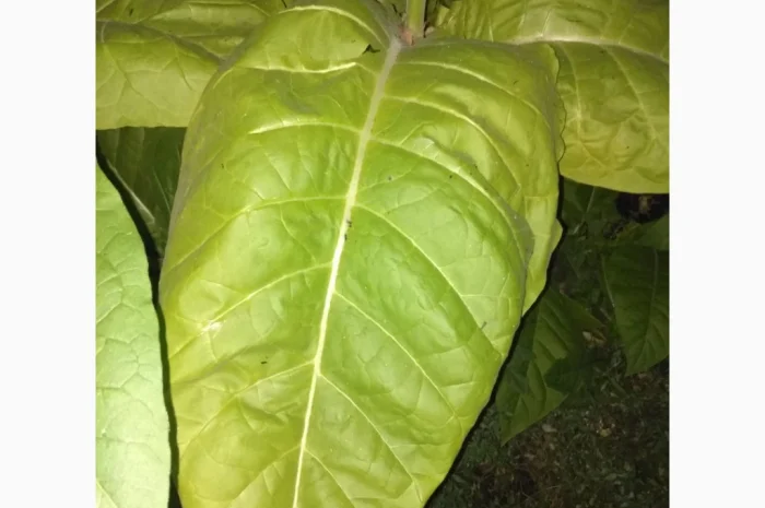 Розсада тютюну Вирджинія, Берлі, Мілленіум у продажу- фото № 6