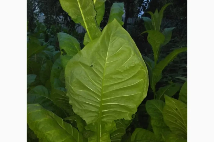 Семена табака высокого качества- фото № 2