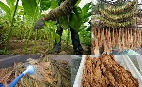 Табак разных видов и крепости - Супер Махорка-Самосад- фото № 1