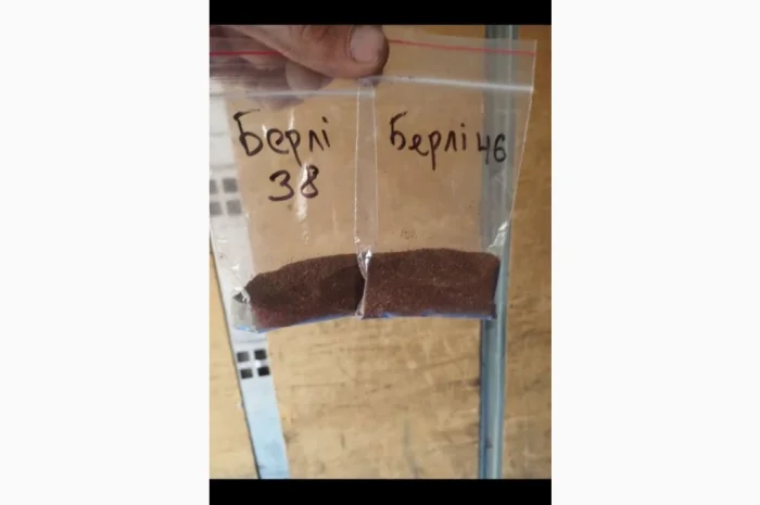 Насіння тютюну Берлі 38 і Берлі 46 в наличии- фото № 1