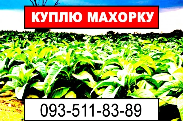 Покупка махорки и табака на развес- фото № 1