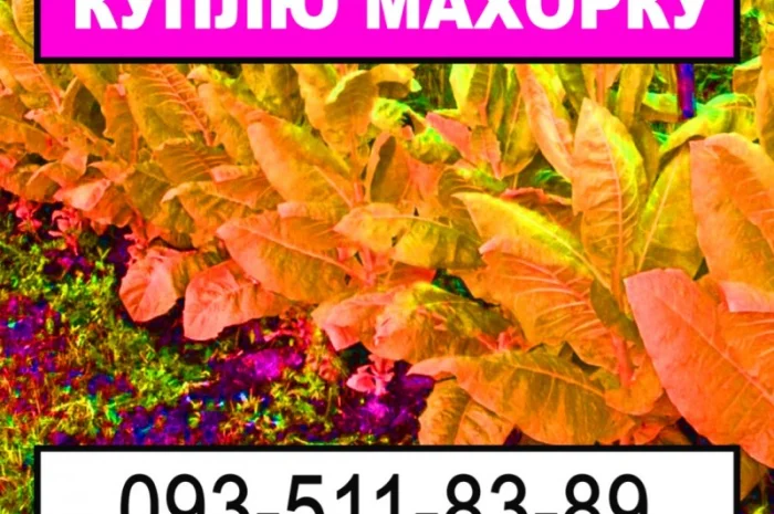 Закупка махорки и тютюна- фото № 1