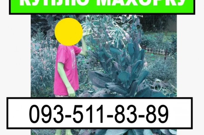 Закупка махорки и её остатков- фото № 1