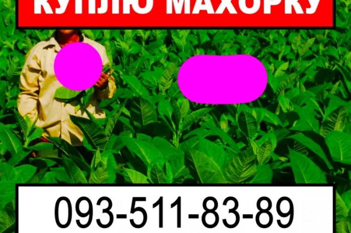 Куплю махорку для личного использования- фото № 1