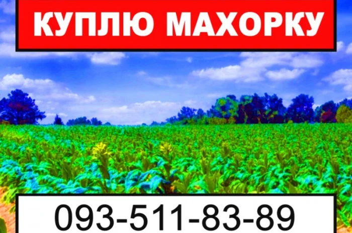 Покупаем махорку – выгодные условия- фото № 1