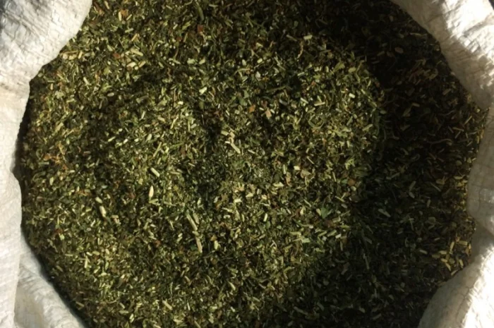 Домашня махорка без хімії, вирощена в Одесі- фото № 1