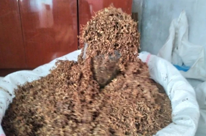 Табак для самокруток, самосад и лапшою, порезка 0.4 мм- фото № 5