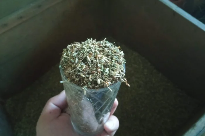 Хороший тютюн Вірджінія та Дюбек – домашній самосад- фото № 2