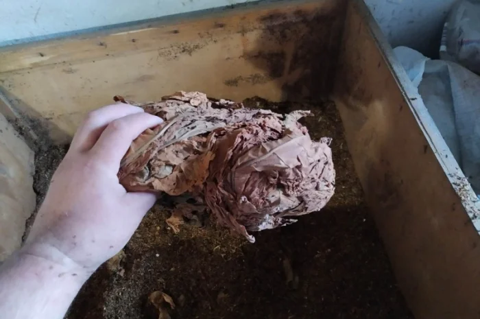 Хороший тютюн Вірджінія та Дюбек – домашній самосад- фото № 3