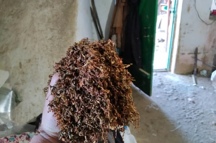 Хороший тютюн Вірджінія та Дюбек – домашній самосад- фото № 4