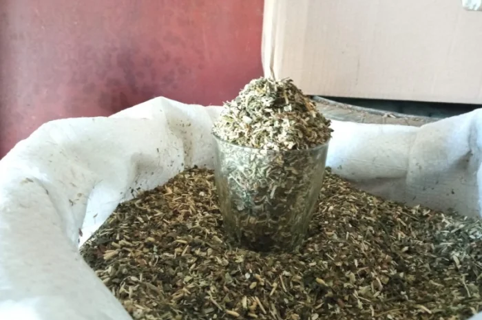 Самосад и табак берлі на продажу- фото № 2