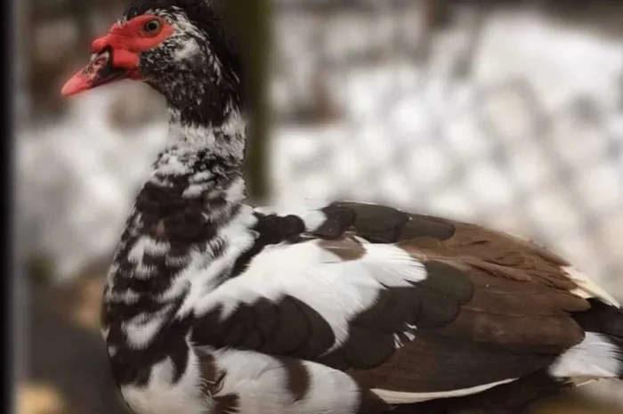 Пропонуються індокачки минулого року та туші- фото № 1