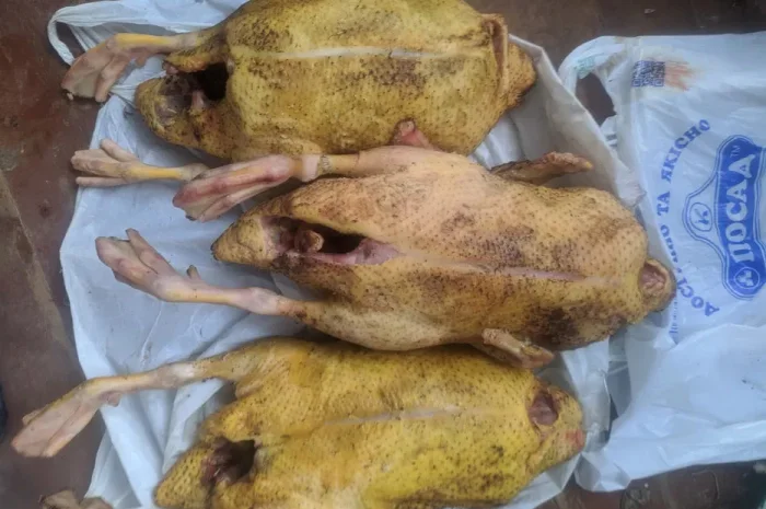 Пропонується м'ясо індокачки (чудовий смак)- фото № 1