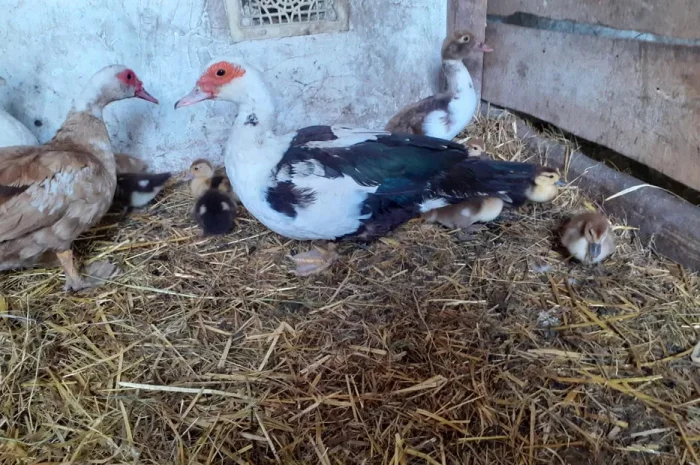 Тушки индоутки (Мускусная утка) от 1.5 до 3.0 кг- фото № 1