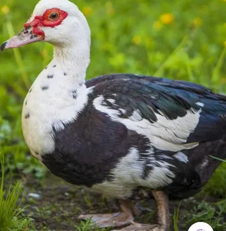 Продаются тушки индоутки- фото № 1