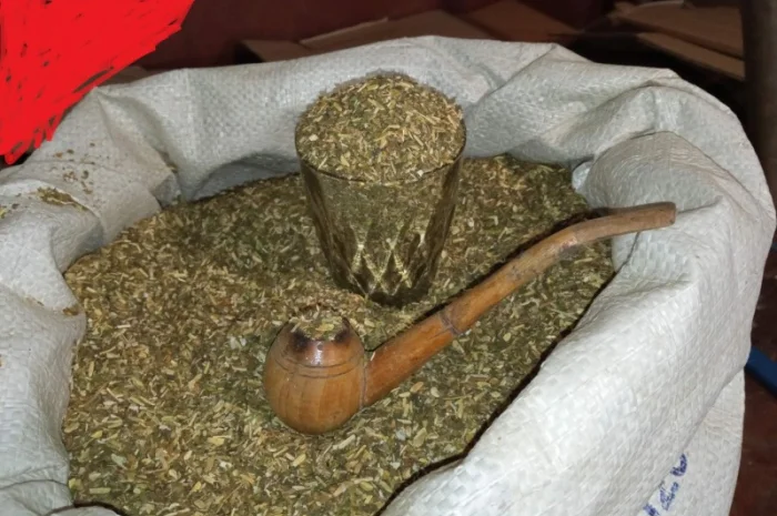 Самосад и табак Вирджиния домашнего производства- фото № 1