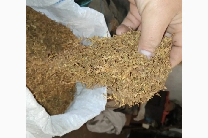 Самосад и табак Вирджиния домашнего производства- фото № 2