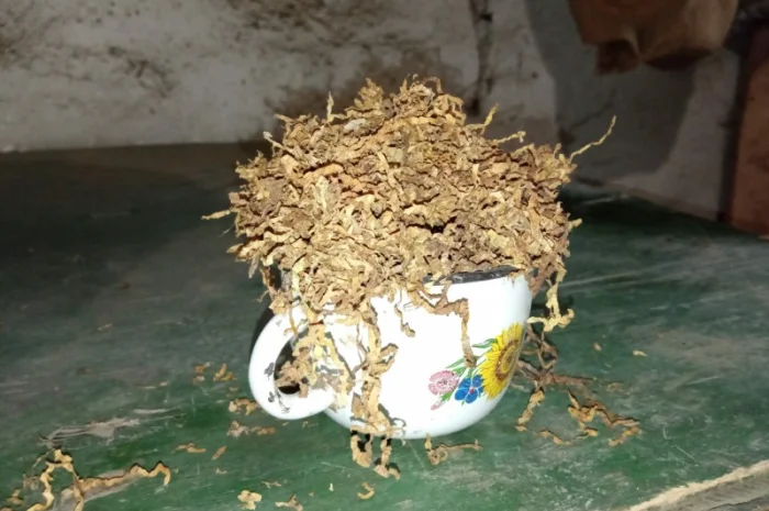 Домашнє самосад і табак, порізка лапшою - без запаху- фото № 4