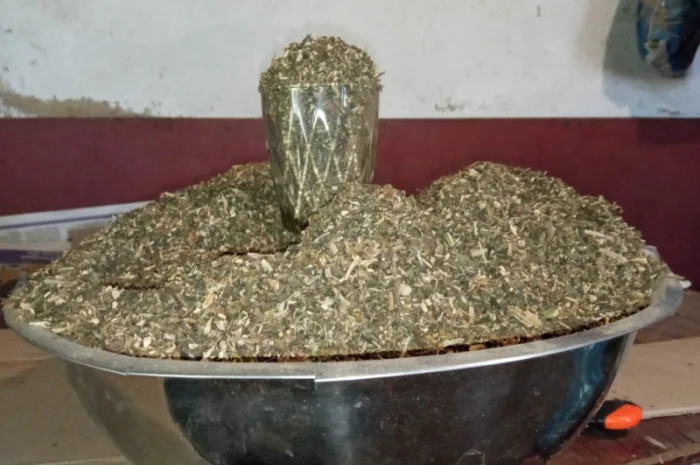 Свежий мягкий табак Махорка домашний Самосад- фото № 3