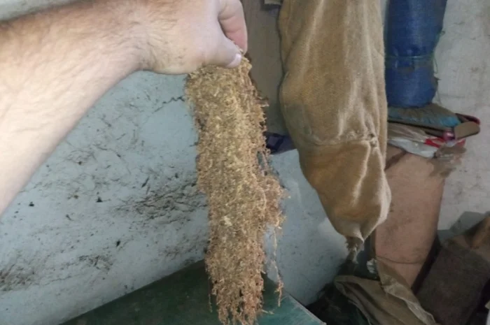 Продается украинский табак. Махорка и натуральный тютюн- фото № 2