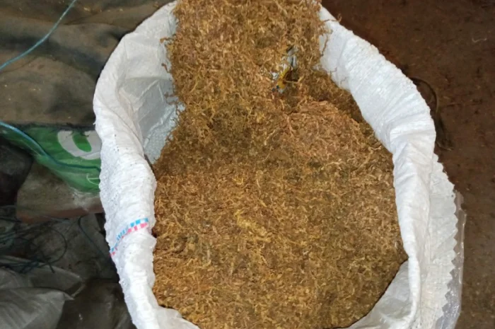 Домашній самосад та табак для нарізки лапшою- фото № 2