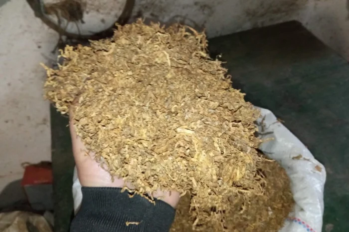 Табак самосад и махорка — отличное качество!- фото № 3